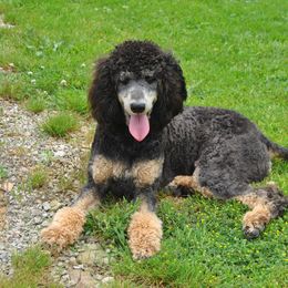 Poodle All Grown Up from Celtic Heart Poodles