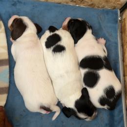 Della - Piebald female Dachshund puppy in Madison, Wisconsin from SK Miniature   Dachshunds