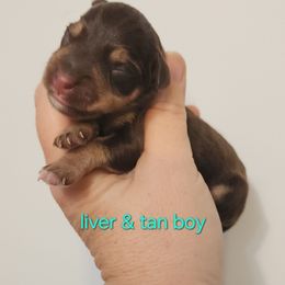 Boy 1 - Liver male Miniature Schnauzer puppy in Ferndale, Washington from Blackhorse Schnauzers Washington state