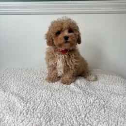 Titan - Apricot male Maltipoo puppy in Feasterville Trevose, Pennsylvania from HMH’s Maltipoos & Cavaliers