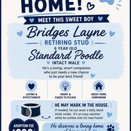 Bridges Layne - Parti male Poodle puppy in Lafayette, Alabama from Williams Lake Kennels