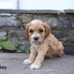 Misty - Red female Cockapoo puppy in Canastota, New York from Silver City Cockapoos
