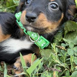 Roper - Black and tan male Dachshund puppy in Cole Camp, Missouri from Long Dog Ranch