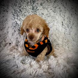 Lil Micha - Cream male Poodle puppy in Newcomerstown, Ohio from Sheri’s Lil Angel’s