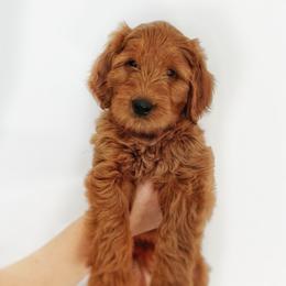 Goldendoodle Puppies from Indy Goldendoodles