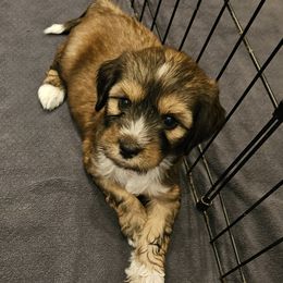 Sleepy - Sable male Tibetan Terrier puppy in Dorena, Oregon from West Coast Tibetans