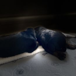 Doberman Pinscher Puppies from TeatreeDoberman