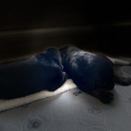 Doberman Pinscher Puppies from TeatreeDoberman