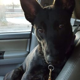 Belgian Malinois and Dutch Shepherds from Sublime Valor K9