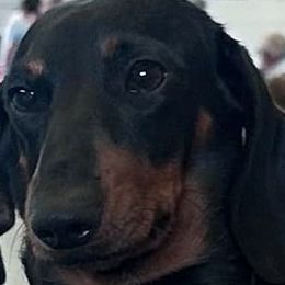 Seta - Dachshund