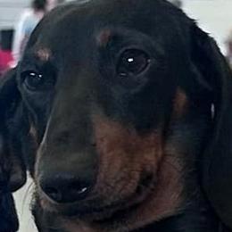 Seta - Dachshund