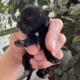 Boy 1 - Black male Schnoodle puppy in Columbia, South Carolina from DM Schnoodles and schnauzers