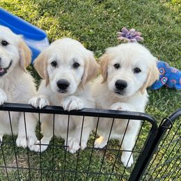 Golden Retriever Puppies from Stud Service