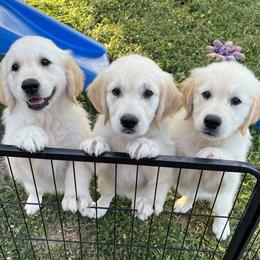 Golden Retriever Puppies from Stud Service