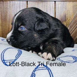 Lott - Black tri-color female Australian Shepherd puppy in Texas from Legendary Canines
