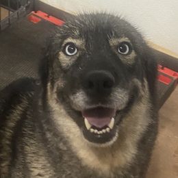 Jaci - Siberian Husky