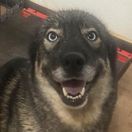 Jaci - Siberian Husky