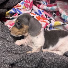Boy 1 - Piebald male Dachshund puppy in Stockton, California from Royalty Weenies