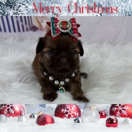 Lexus - Liver female Shih Tzu puppy in Columbia, Kentucky from Lisa Bandy Shih Tzu