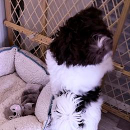Ron - Chocolate male Havanese puppy in Wappapello, Missouri from Coraz’on Havanese