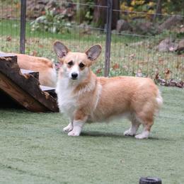 Tallee - Pembroke Welsh Corgi