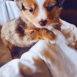 Miniature Australian Shepherd and Toy Australian Shepherd Puppies from Kinsley's Cuties & SouthPaw Creations
