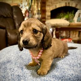 BLOSSOM - Cream female Dachshund puppy in Ville Platte, Louisiana from Cajun Pawfection