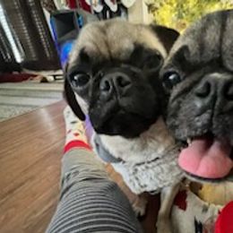 Pugs from Billy's and Breanna's Place