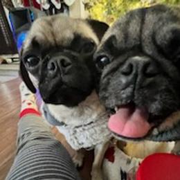 Pugs from Billy's and Breanna's Place