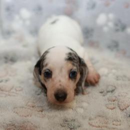 Cosmo - Dapple male Dachshund puppy in Indiantown, Florida from Turquoise River Minature Dachshunds
