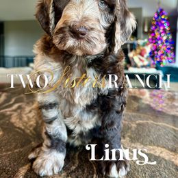 Linus - male Newfypoo puppy in Jackson, Missouri from Two Sisters Ranch, LLC