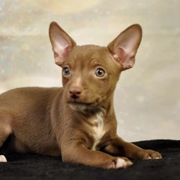 Rat Terriers from Ramirez Ratz