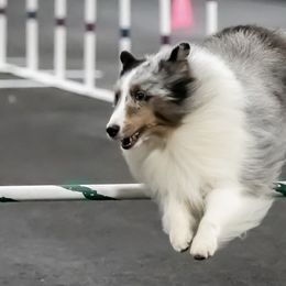 Shetland Sheepdogs from Katana Shelties