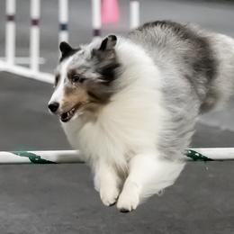Shetland Sheepdogs from Katana Shelties