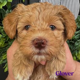 Glover - Caramel female Australian Labradoodle puppy in Silver Spring, Maryland from Potomac Australian Labradoodles