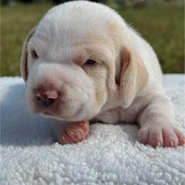 AKC Loki - Lemon and white male Beagle puppy in Rogersville, Missouri from Hales Little Beagle Haven
