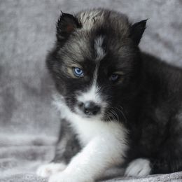 Siberian Husky Puppies from Cascade Siberians