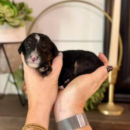 Turquoise- grey collar - Phantom female Bernedoodle puppy in Salt Lake County, Utah from Coco Avenue Pups