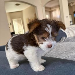 Chocolate and White Girl - Chocolate, tan and white female Yorkshire Terrier puppy in North Las Vegas, Nevada from KD's Yorkshire Terriers