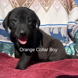 Orange Boy - Black male Labrador Retriever puppy in Lincoln, Nebraska from Labrador Retriever Breedings