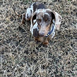 Moo - Dachshund