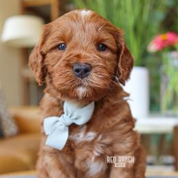Skipper - Red  male Goldendoodle puppy in Salado, Texas from Red Ranch Dogs