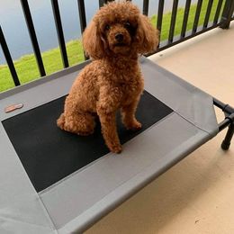 Poodle All Grown Up from MaryMargaret's Pups