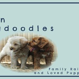 Australian Labradoodles and Labradoodles from North Austin Labradoodles