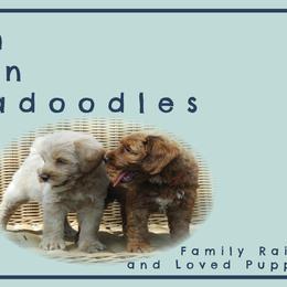 Australian Labradoodles and Labradoodles from North Austin Labradoodles
