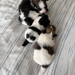 Havanese Puppies from Gatsu Goldens & Havanese