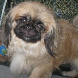 Pekingese from Our puppies