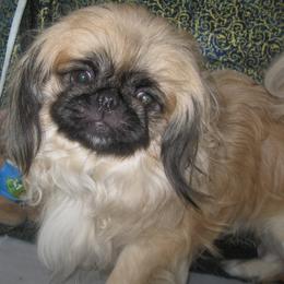 Pekingese from Our puppies