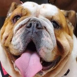 Bulldogs from Happy Bulldog Kennel