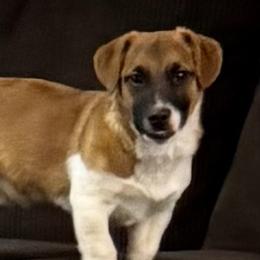 Jack Russell Terriers from Fenstillvar